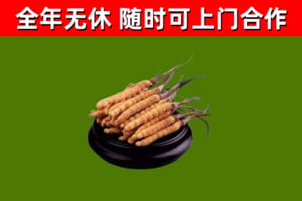 惠安县回收冬虫夏草